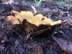 Scleroderma polyrhizum