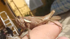 Schistocerca flavofasciata