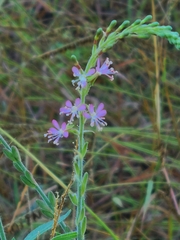 Oenothera curtiflora