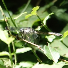 Libellula vibrans