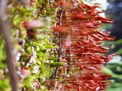 Ptychostomum torquescens