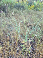 Oenothera curtiflora