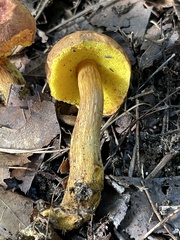 Aureoboletus