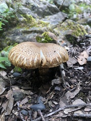Matsutake
