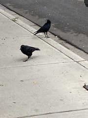 Corvus brachyrhynchos