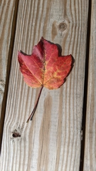 Acer