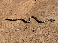 Lampropeltis californiae
