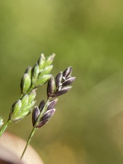 Glyceria elata