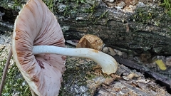 Volvariella bombycina