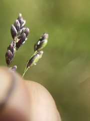 Glyceria elata