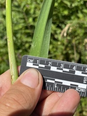 Glyceria elata