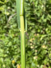 Glyceria elata