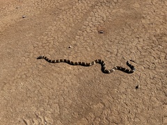 Lampropeltis californiae