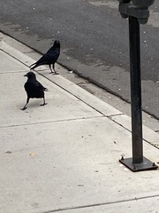 Corvus brachyrhynchos