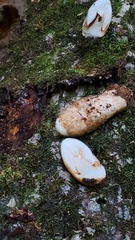 Volvariella bombycina