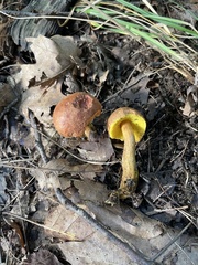Aureoboletus