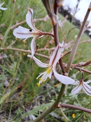 Trachyandra muricata