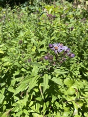 Canadanthus modestus