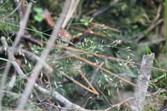 Agrostis perennans