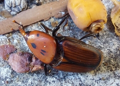 Rhynchophorus ferrugineus