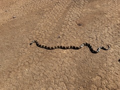 Lampropeltis californiae