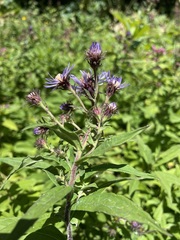 Canadanthus modestus