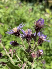 Canadanthus modestus