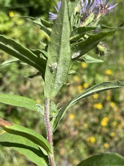 Canadanthus modestus