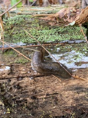 Arion hortensis
