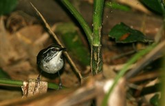 White-Breasted Wood-Wren photo 2
