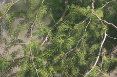 Asparagus schoberioides