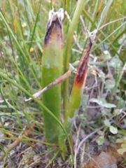 Trachyandra muricata