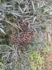 Sambucus nigra