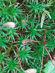 Polytrichum formosum