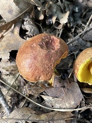 Aureoboletus