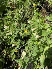 Epilobium luteum