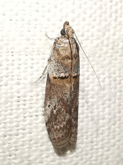 Acrobasis bithynella