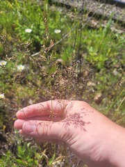 Poa palustris