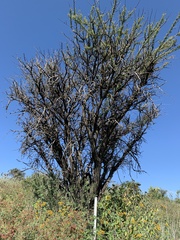 Vachellia schaffneri