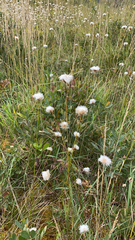 Eriophorum virginicum