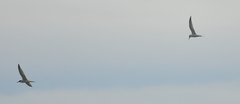 Sterna hirundo