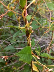 Cuscuta lupuliformis