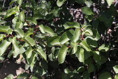 Rhus integrifolia × ovata