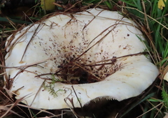 Russula delica