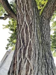 Styphnolobium japonicum