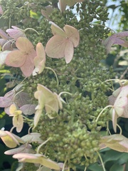 Hydrangea