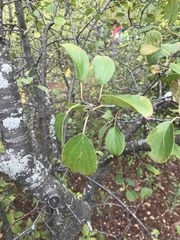Rhamnus cathartica