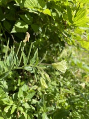 Epilobium luteum