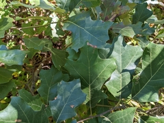 Quercus ilicifolia
