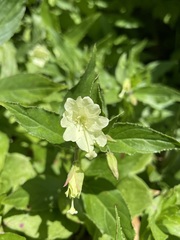Epilobium luteum